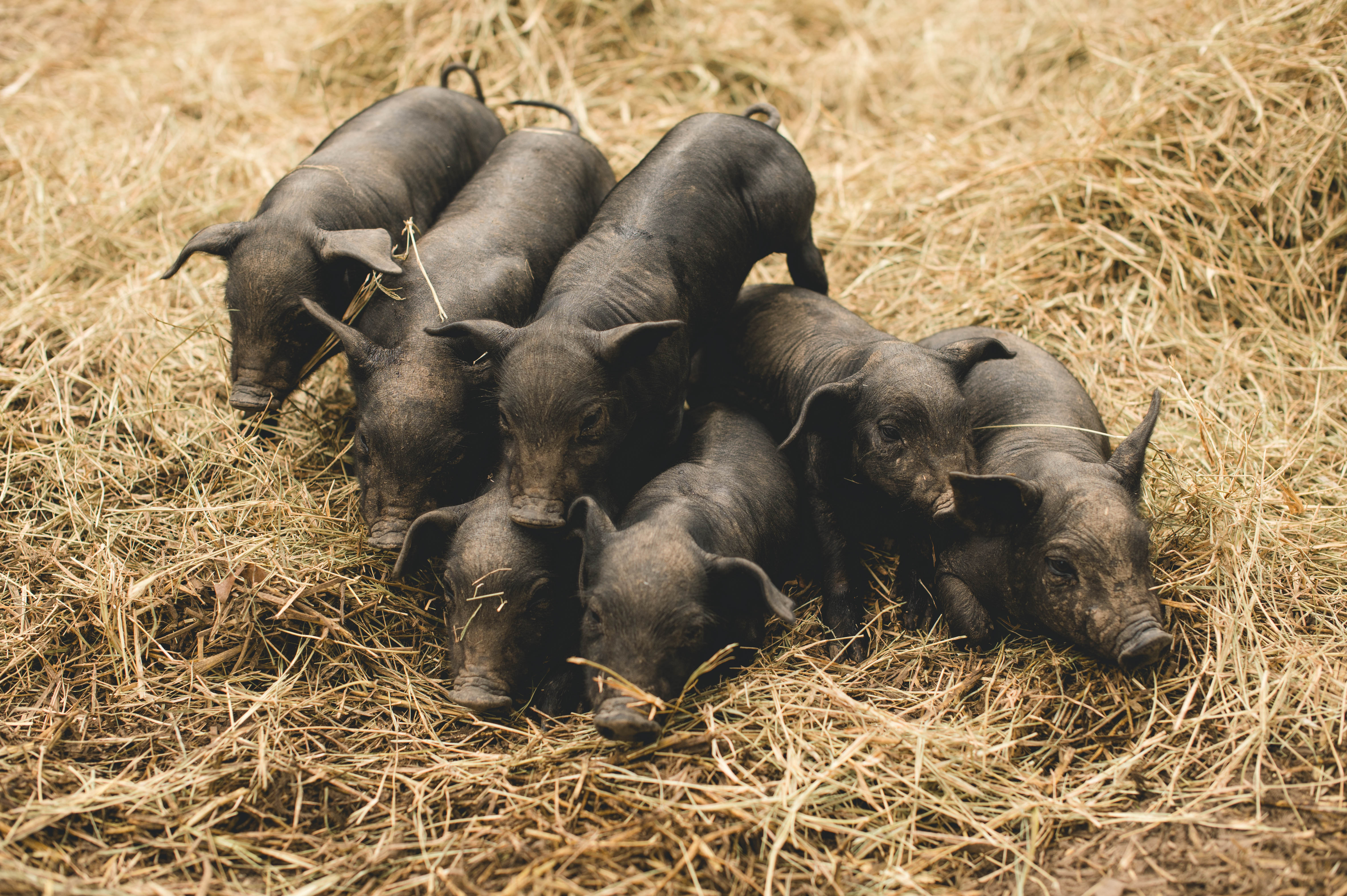 HOGS